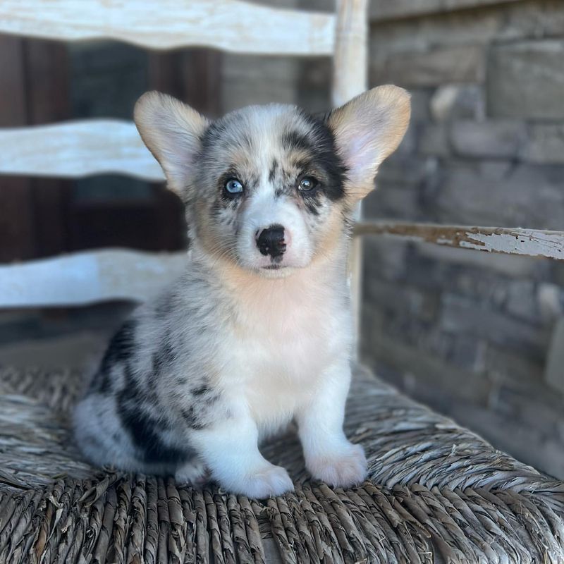 Blue Merle Marvel