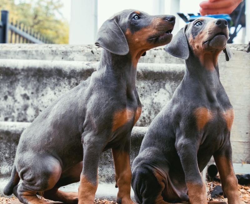 Blue and Rust Doberman