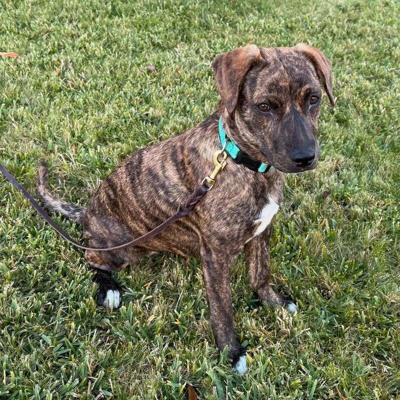 Brindle Doberman