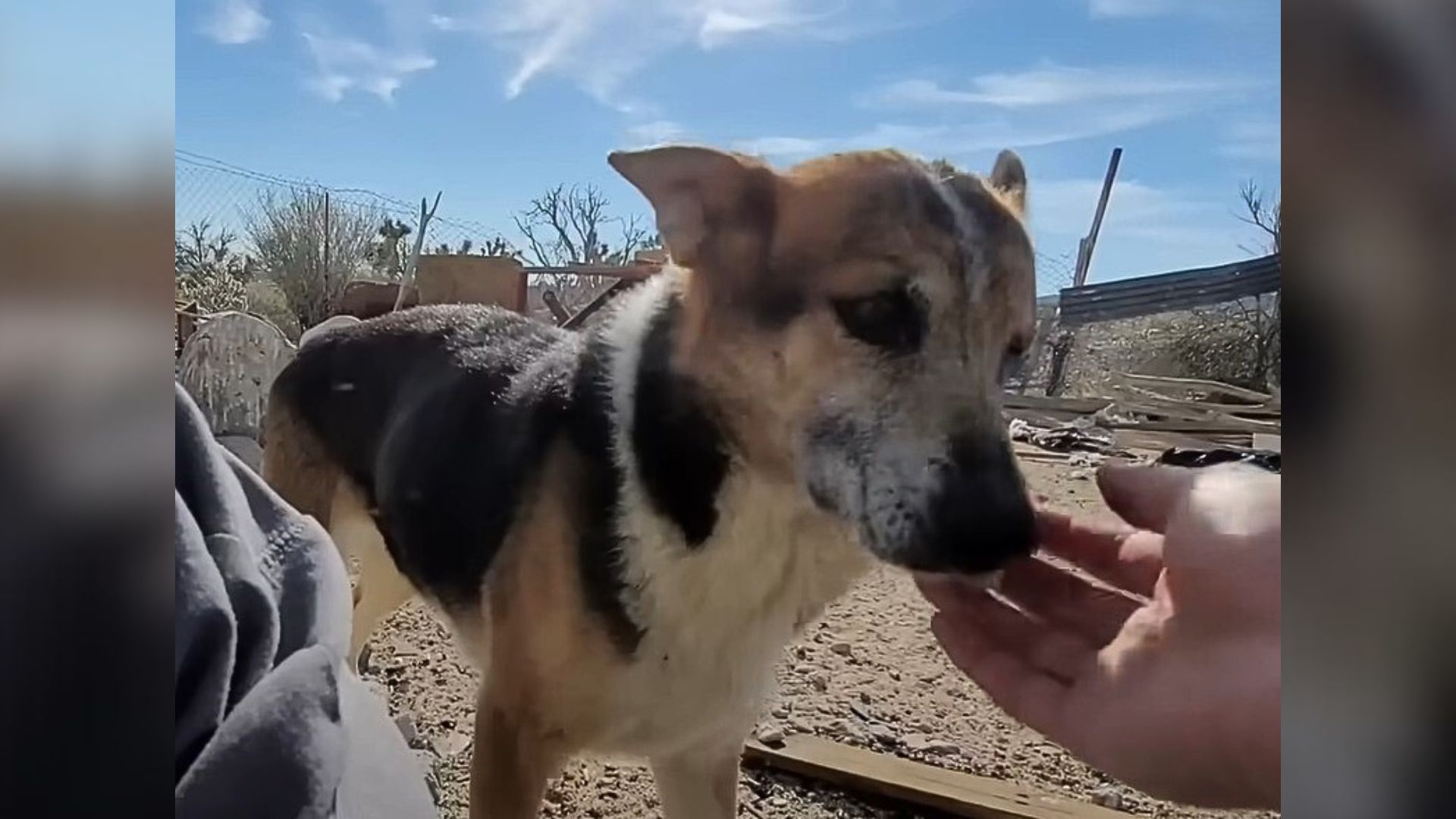 man visiting a dog in the desert