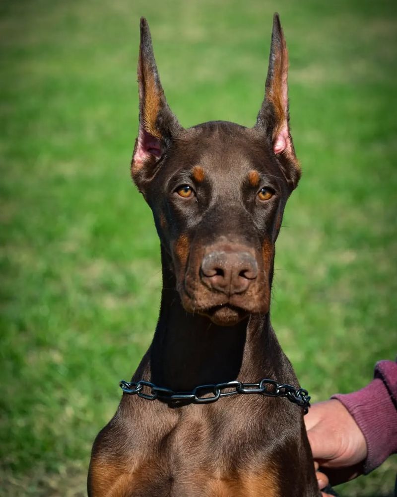 Chocolate Doberman