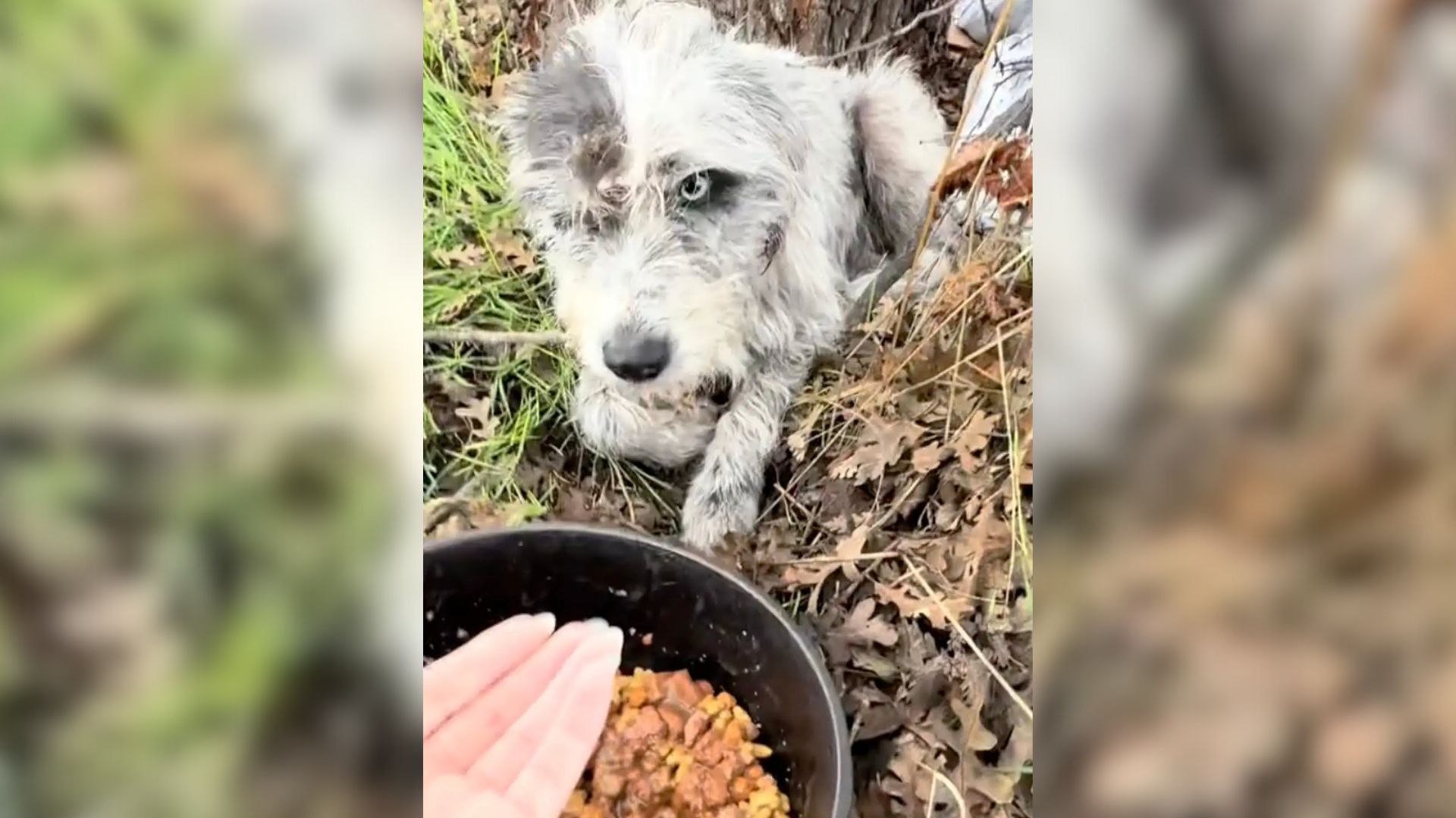 Couple From California Discovers A Sad Dog Curled Up In A Ditch And Realizes That She’s Hiding Something