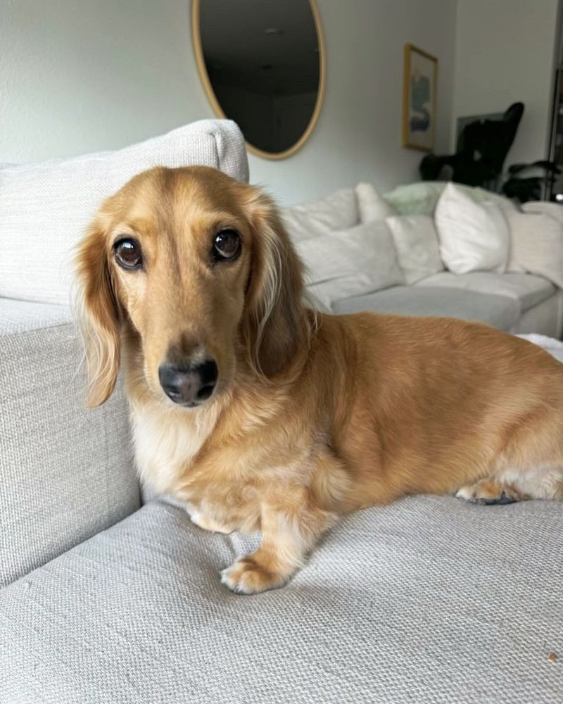 Curious Look from the Couch