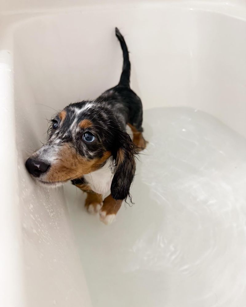 Dachshund's First Bath