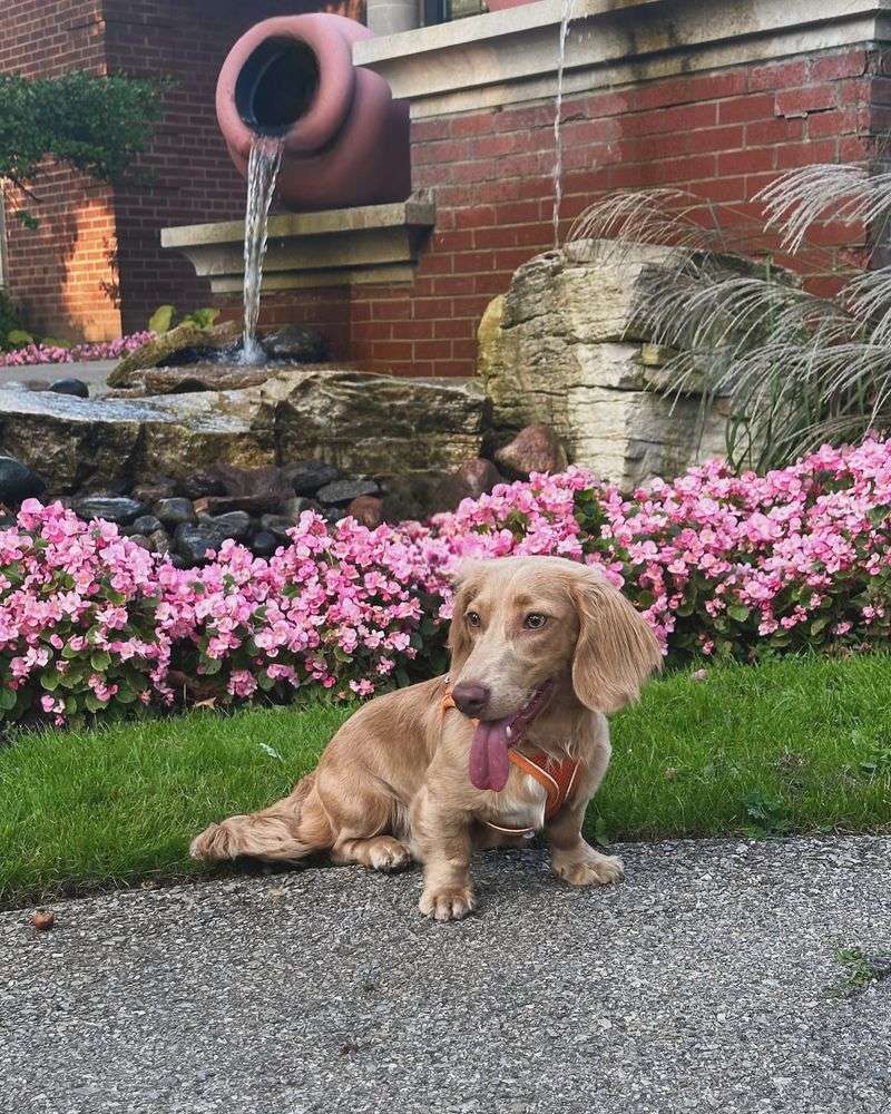 Dachshund's First Walk