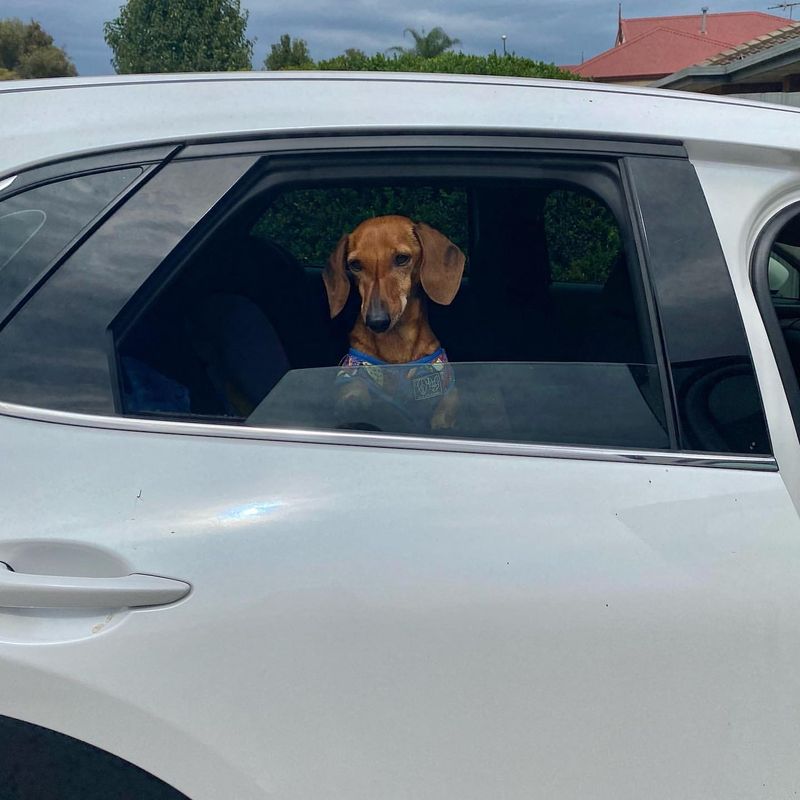 Dachshund's First Car Ride