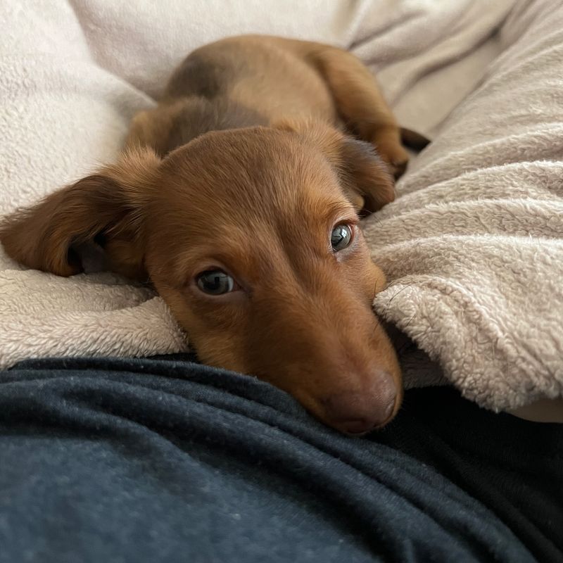 Dachshund Snuggled in Bed