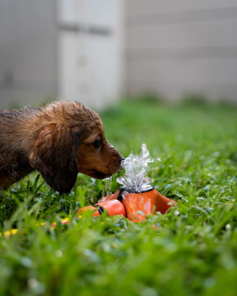 Dachshund and the Garden Hose