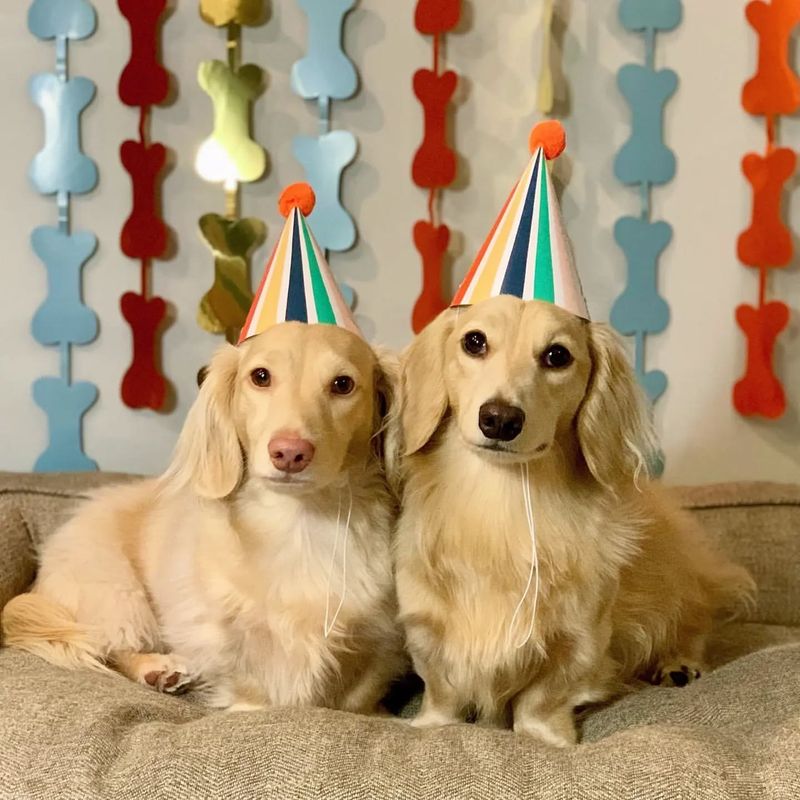 Dachshund at a Puppy Party