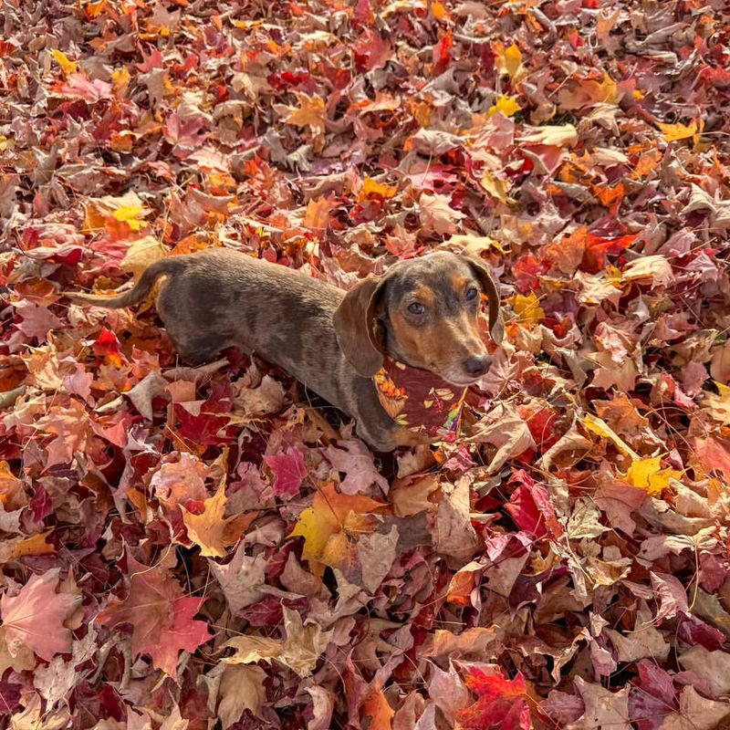 Dachshund in Autumn Leaves