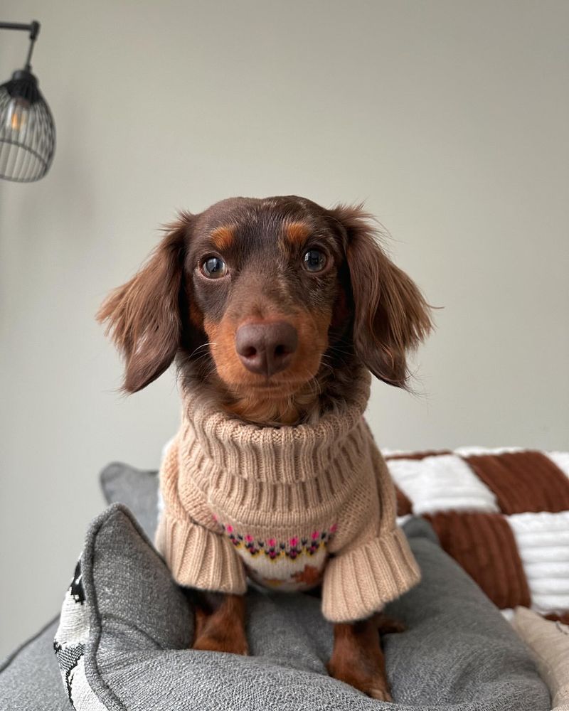 Dachshund in a Cozy Sweater