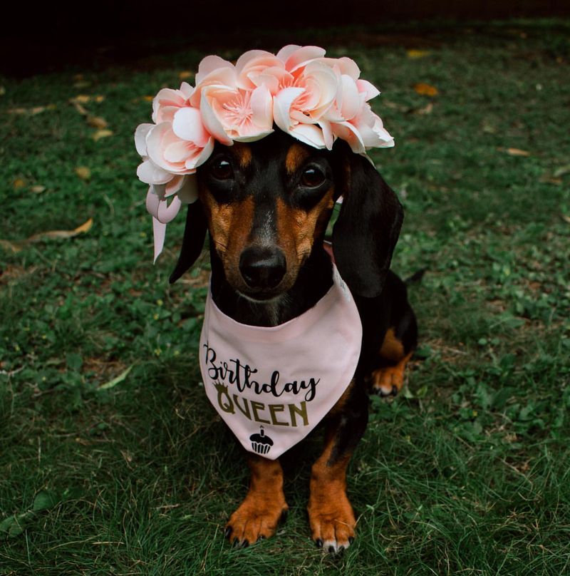 Dachshund in a Flower Crown