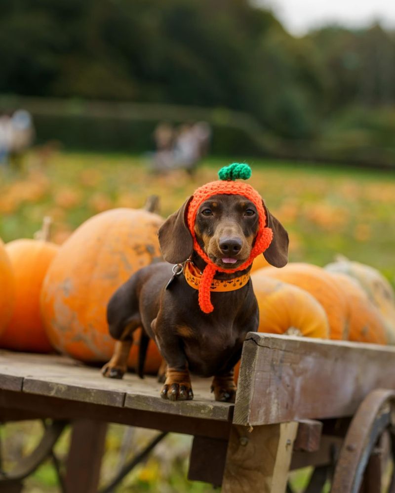 Dachshund in a Pumpkin Patch