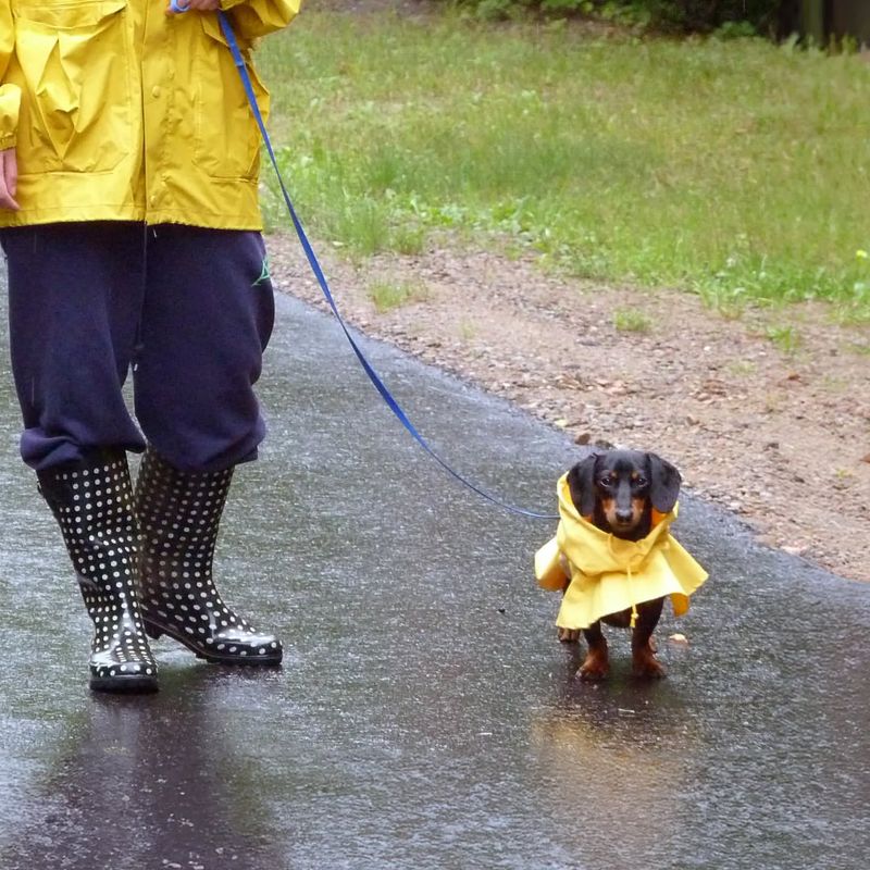 Dachshund in a Raincoat