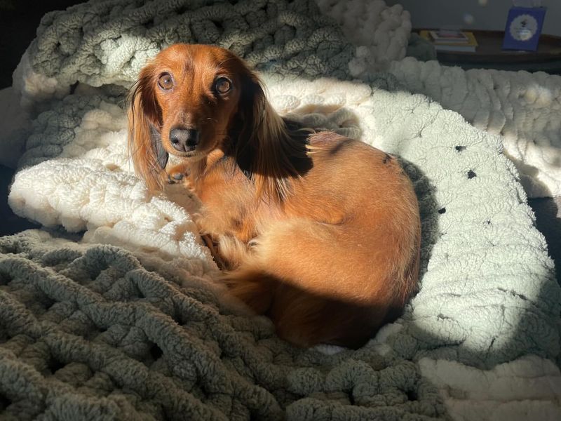 Dachshund in a Sunbeam