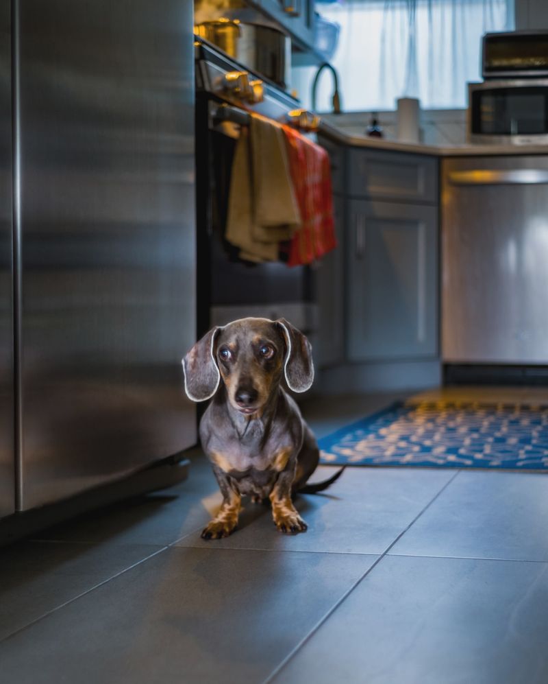 Dachshund in the Kitchen