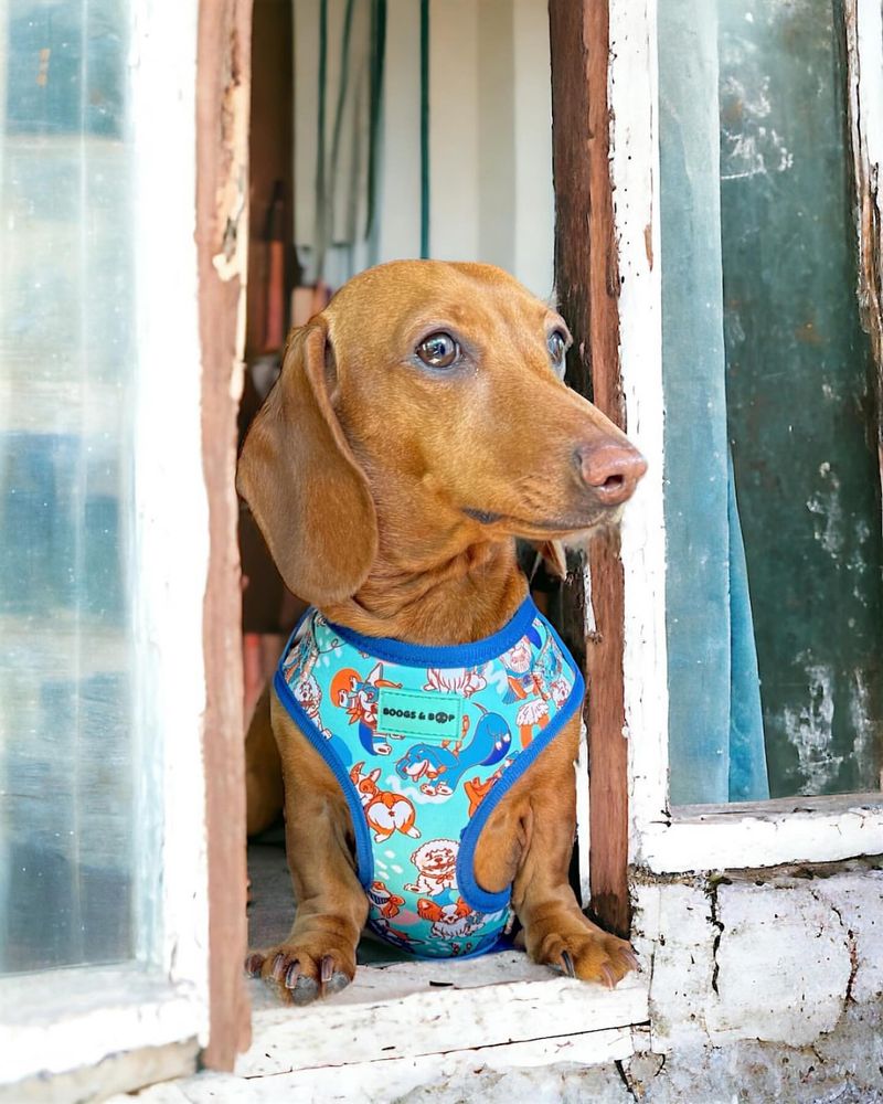 Dachshund with a Heroic Pose