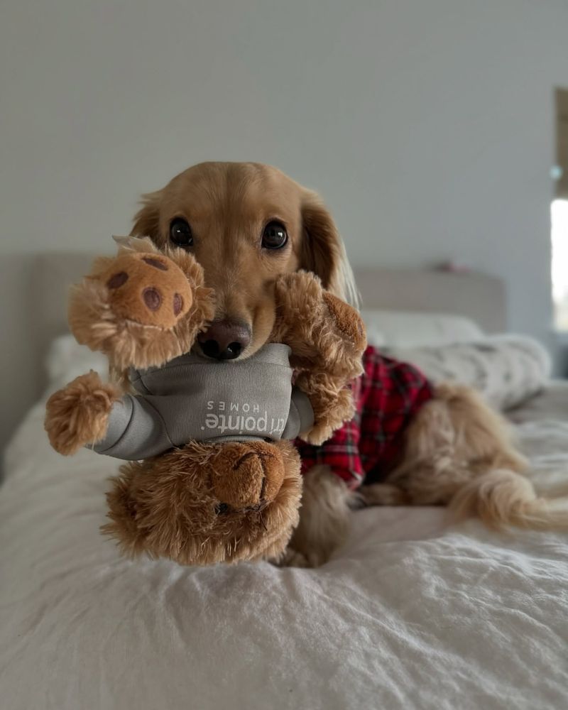 Dachshund with a Teddy Bear