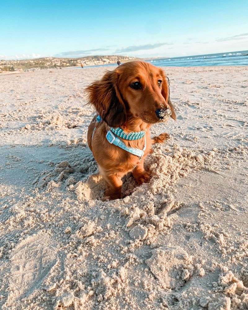 Dachshund's First Beach Day