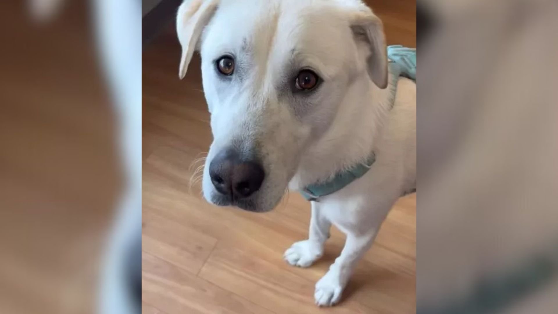 Depressed Dog Loses Hope After Family Returns Him Within 7 Days, Claiming He’s ‘Too Much’