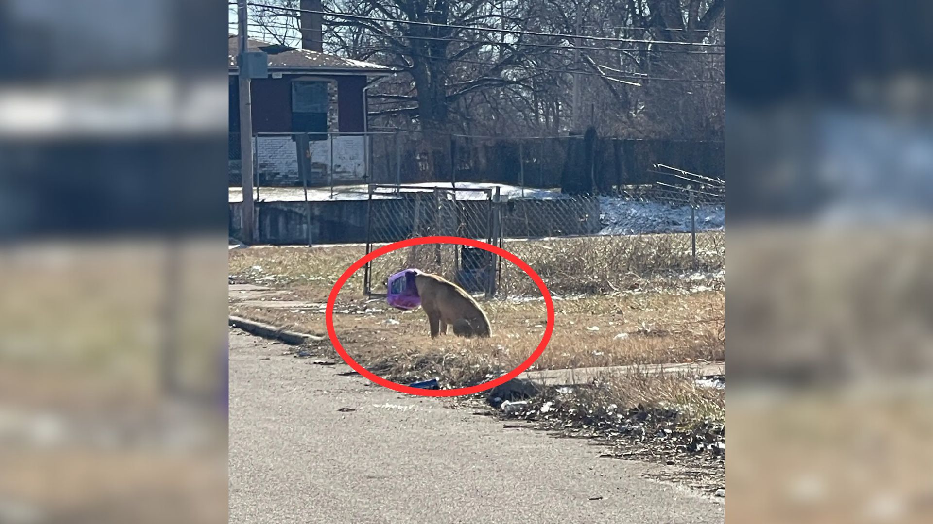 dog with his head stuck