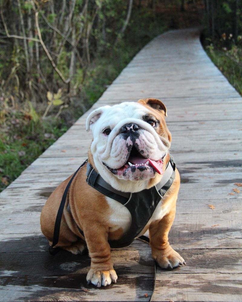 English Bulldog