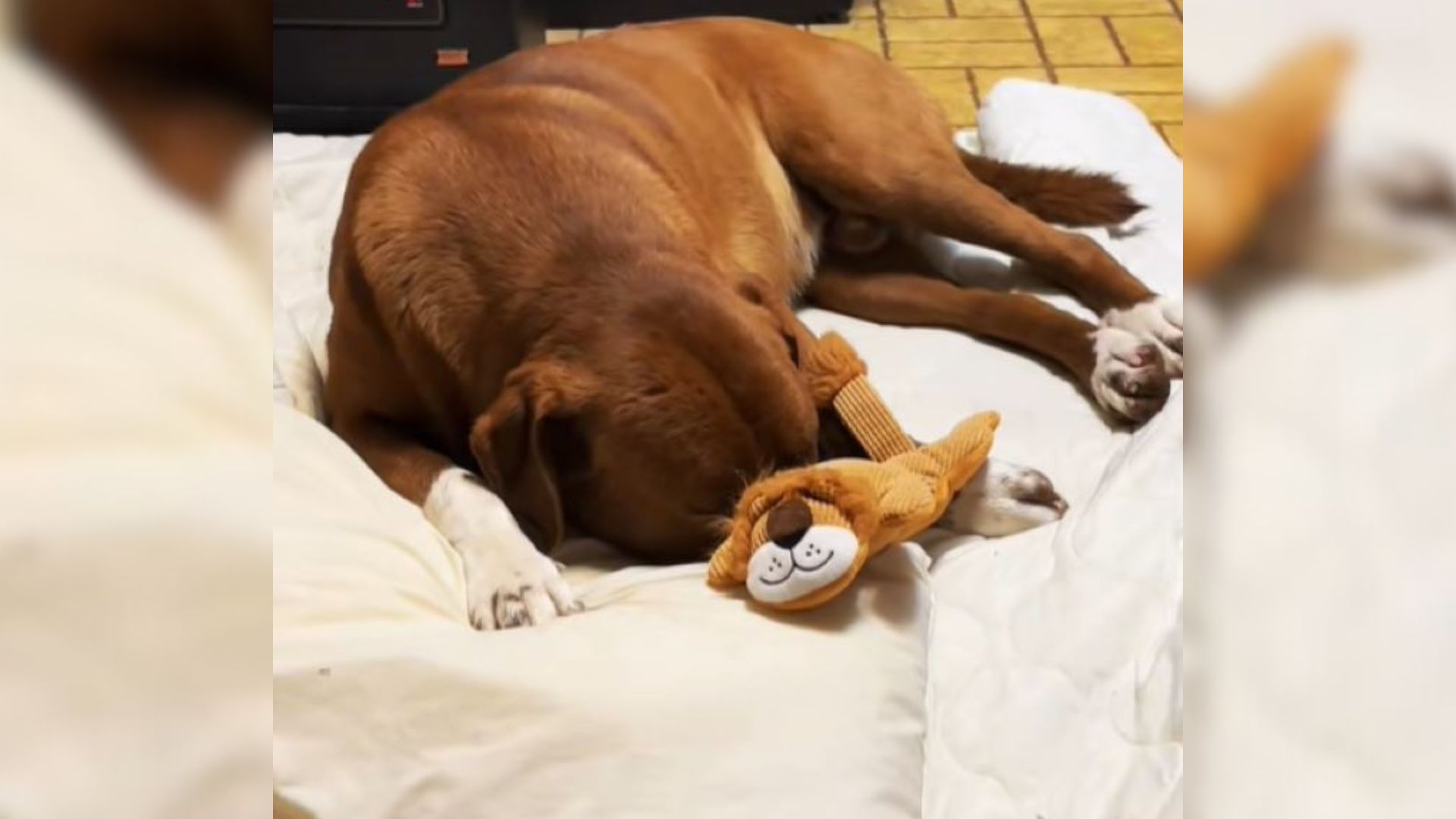 stray puppy laying down