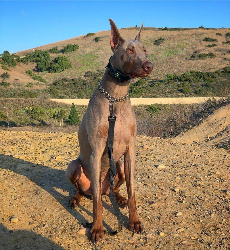 Fawn and Rust Doberman