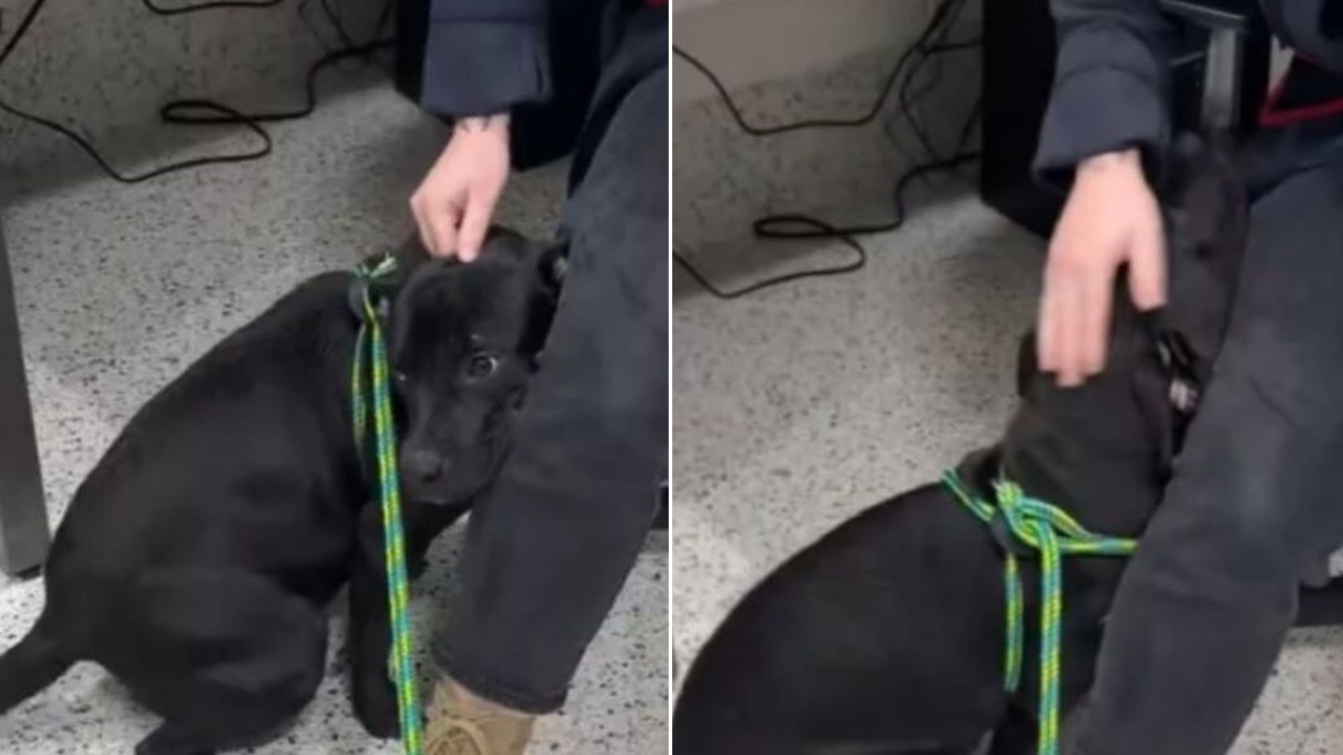 Georgia Staff Heartbroken To See A Shelter Pup Scheduled To Be Put Down Hiding Behind His Favorite Worker