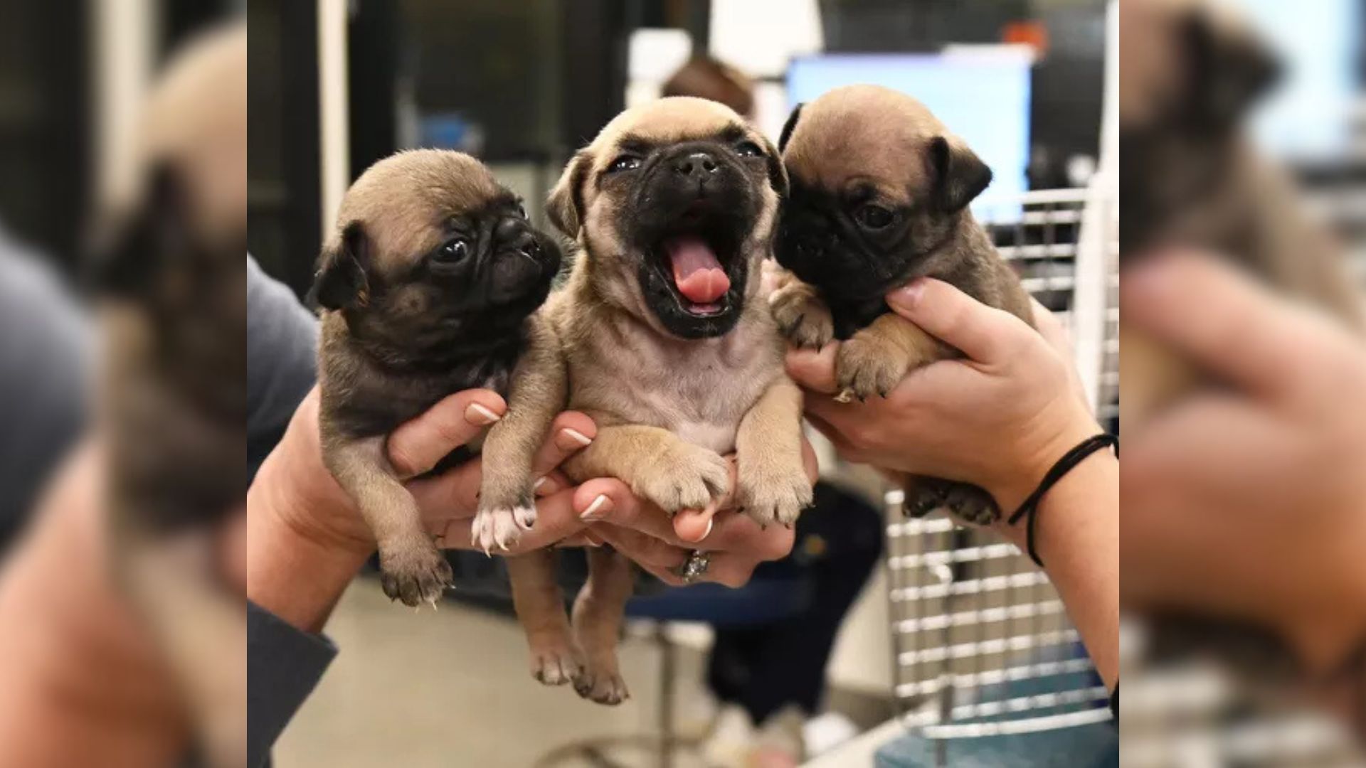 three cute puppies