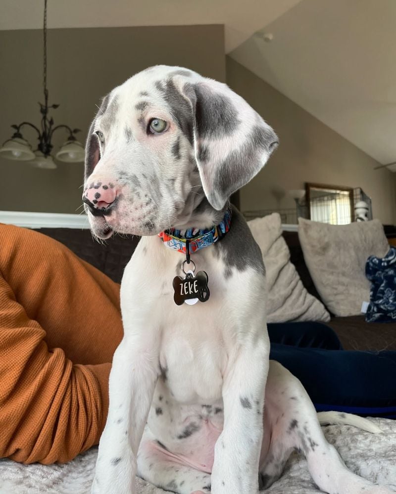 Great Dane