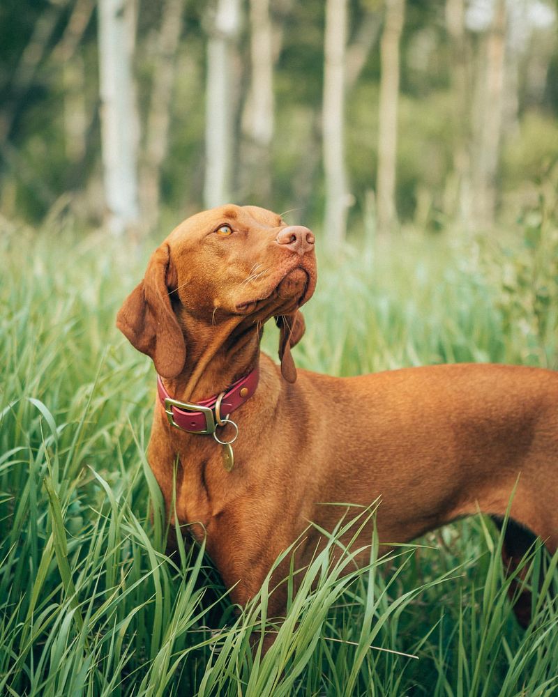 Hungarian Vizsla