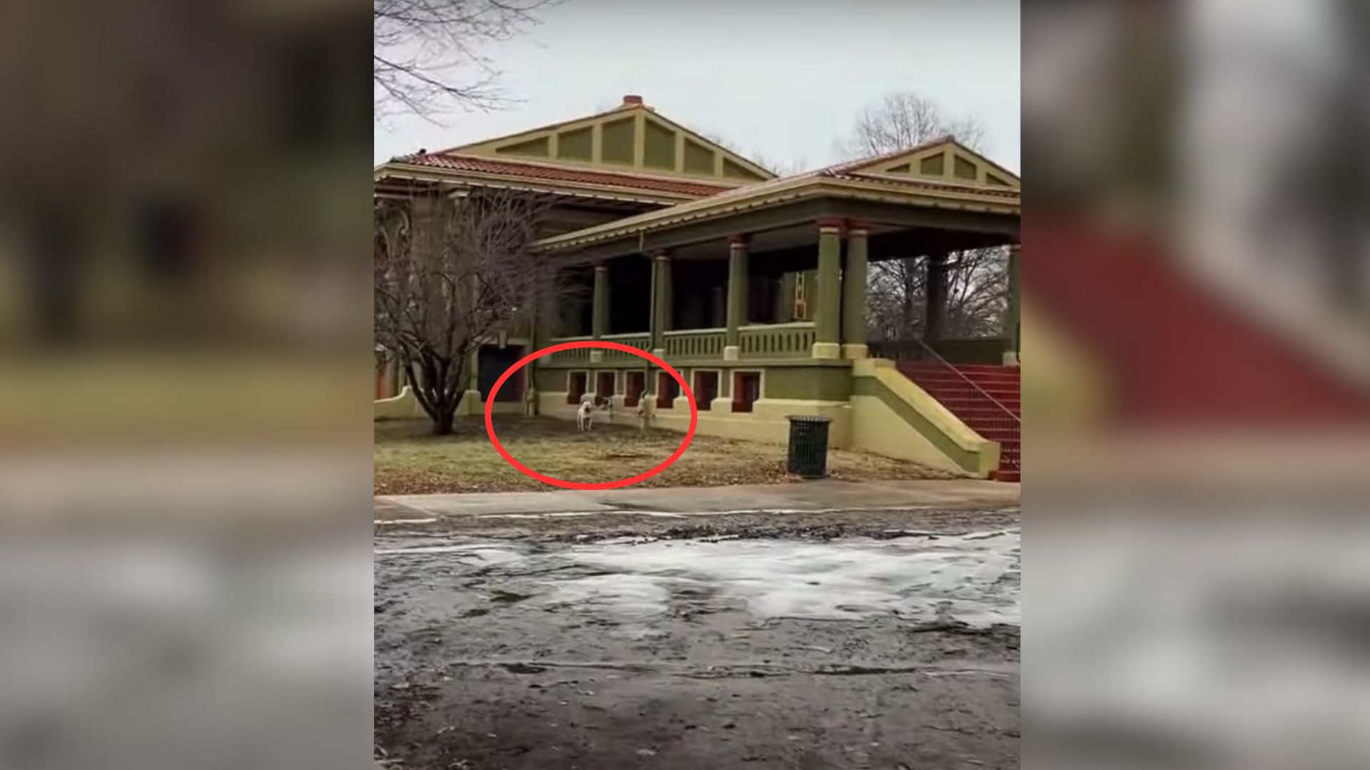 Pup Tied Up In The Rain At Park In Missouri Rejoices When Somebody Finally Shows Him Kindness