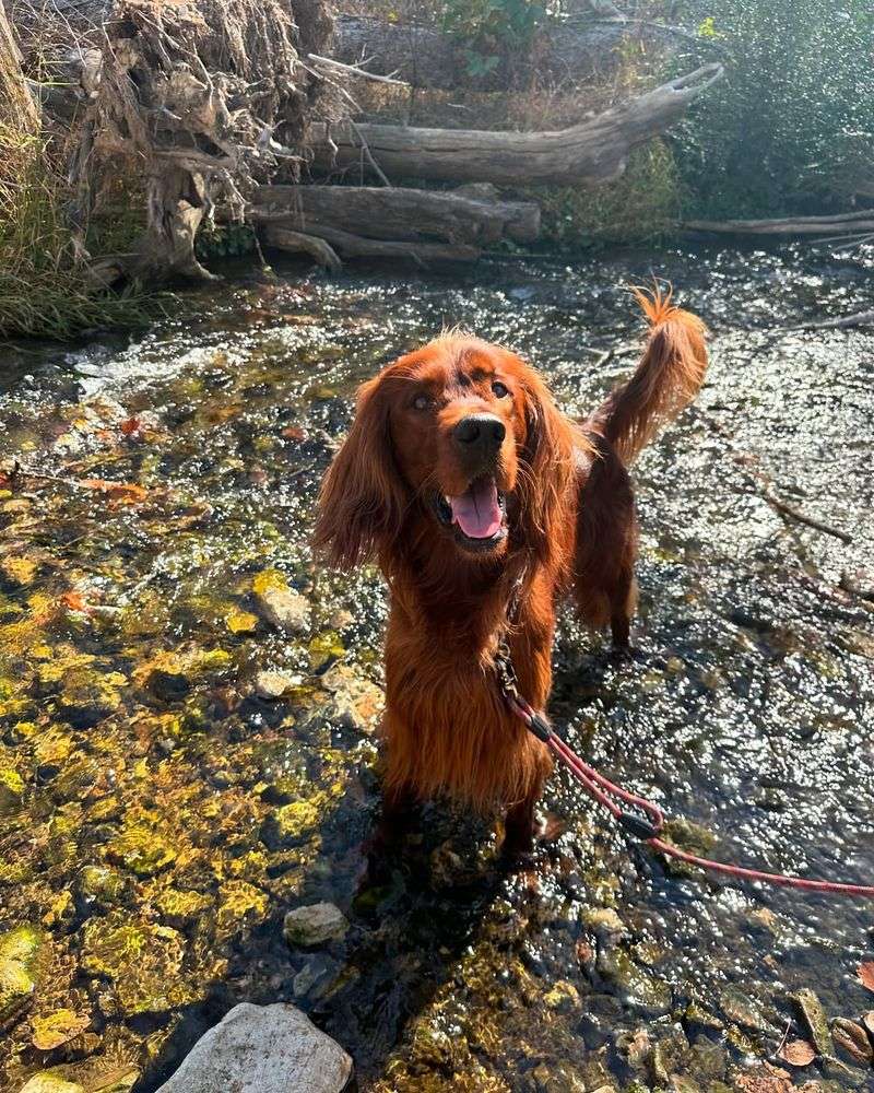 Irish Setter