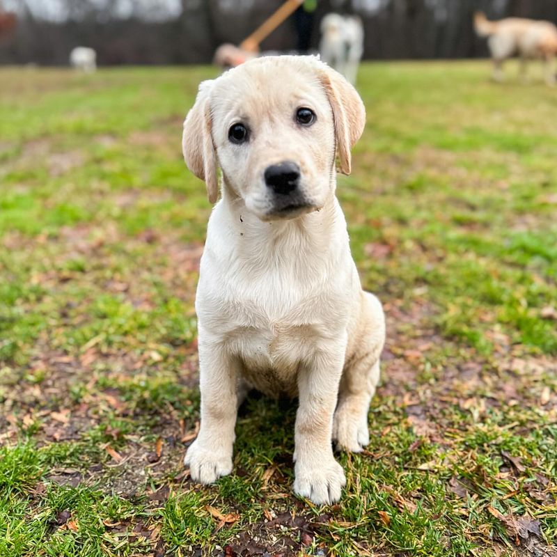 Labrador Retriever