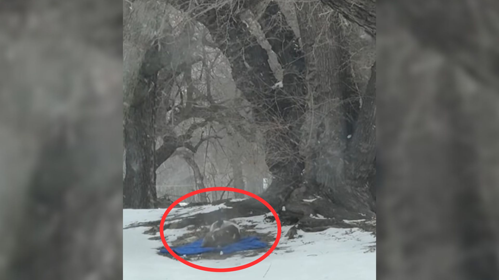 Pup From Kansas Was Lying On A Small Blanket And Freezing, But Then Something Amazing Happened