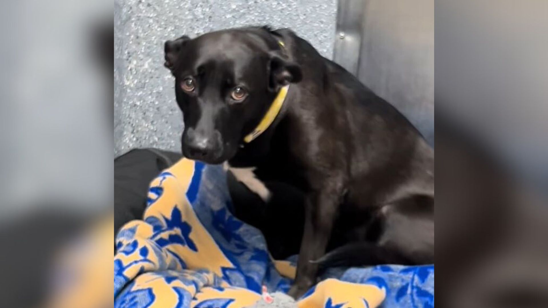 Pup Sent Back To Shelter In California After 3 Days With New Family Was Completely Devastated