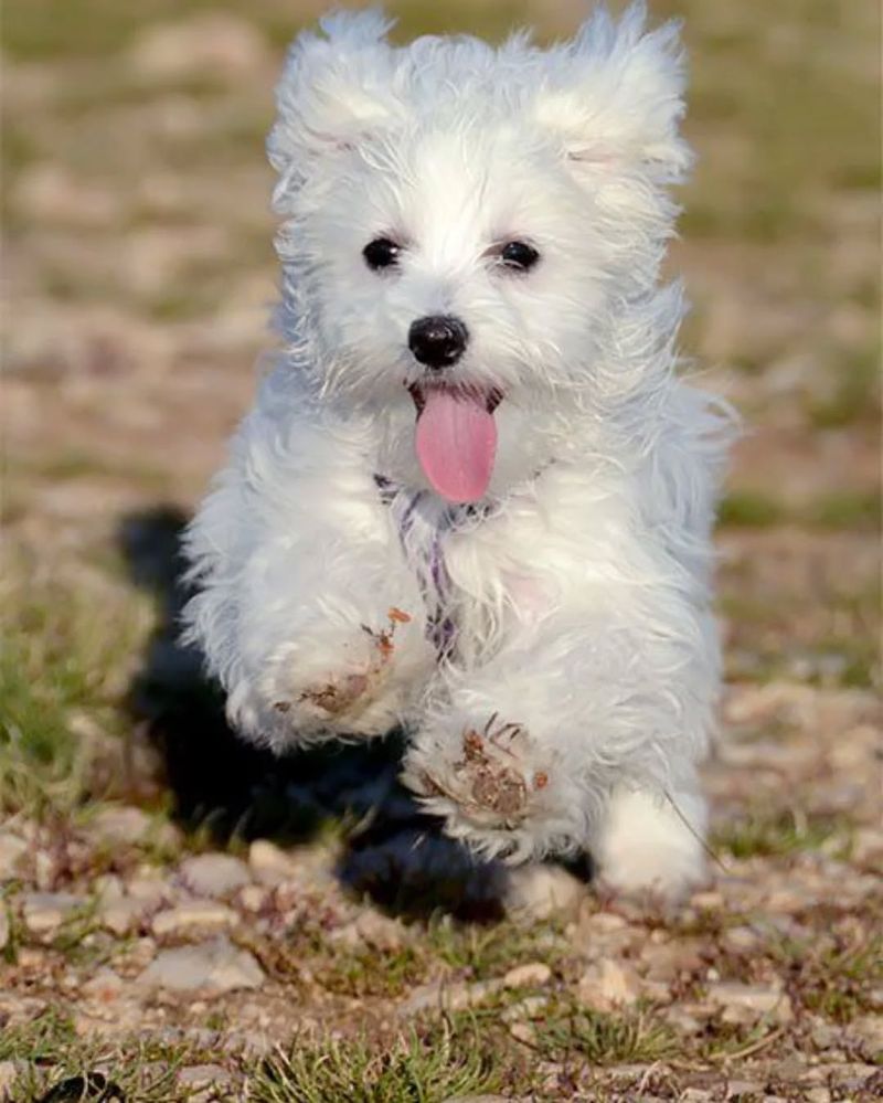 Maltese