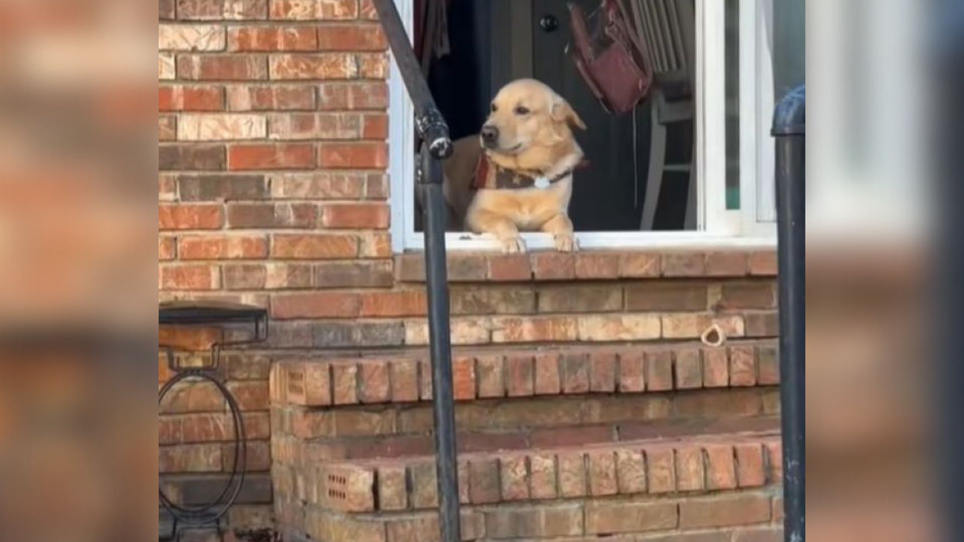 Man From Tennessee Came Home From College And Was Surprised By His Dog’s Reaction