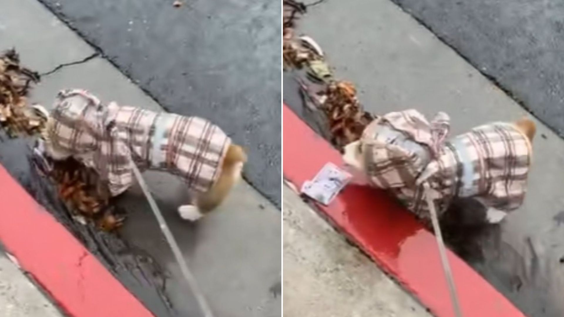 California Owner Watches His Corgi Discover Something In The Stream, Only To Realize It’s Valuable