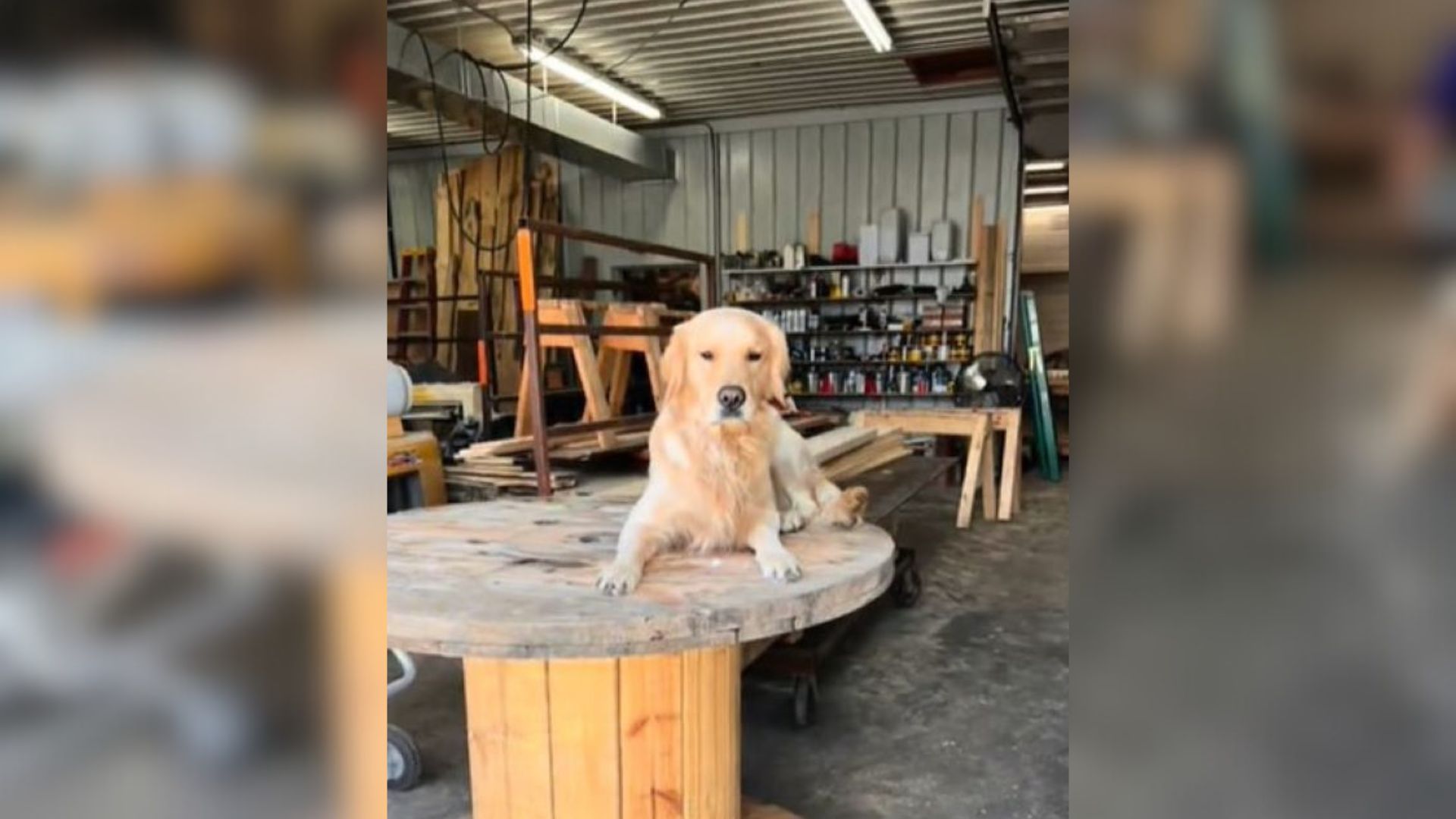 Minnesota Owner Says His Dog Is Too Spoiled, Only To Be Caught Doing The Most Hilarious Thing