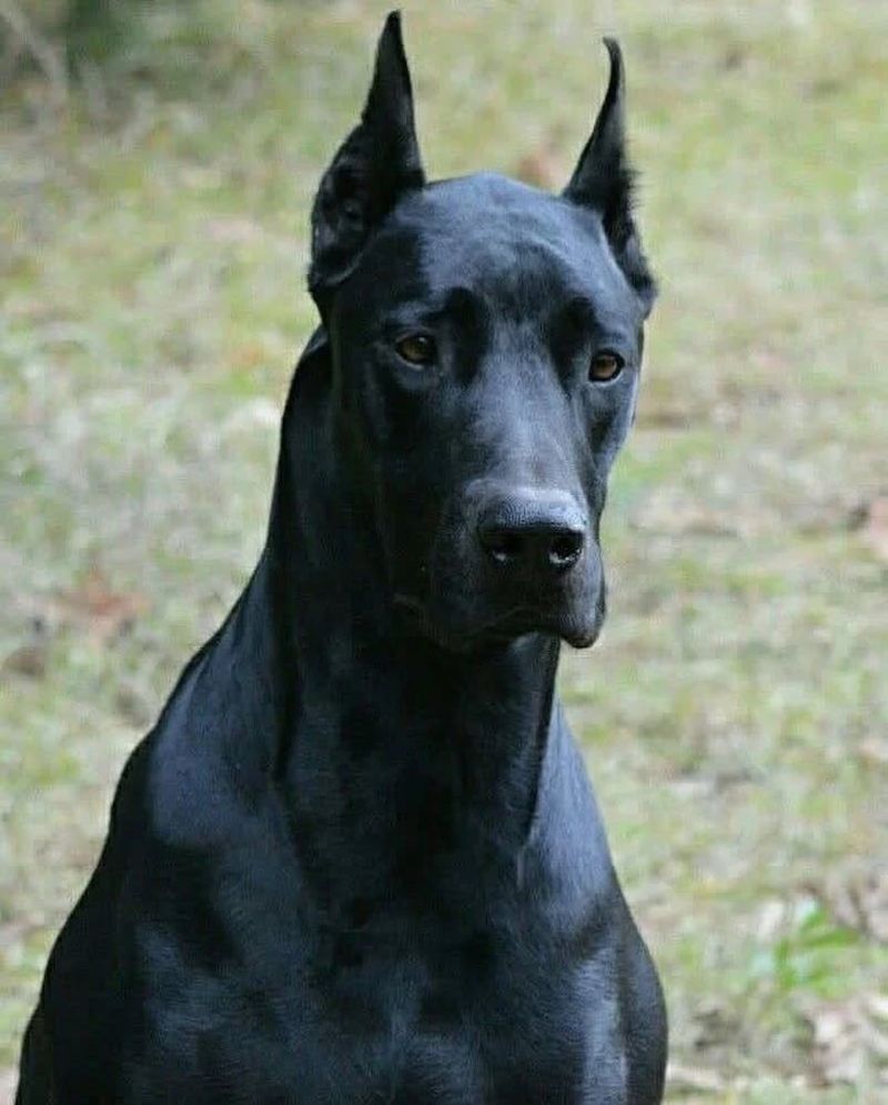 Melanistic Doberman