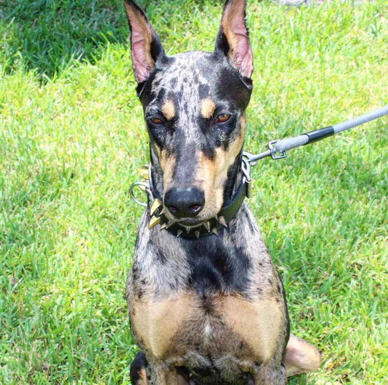 Merle Doberman