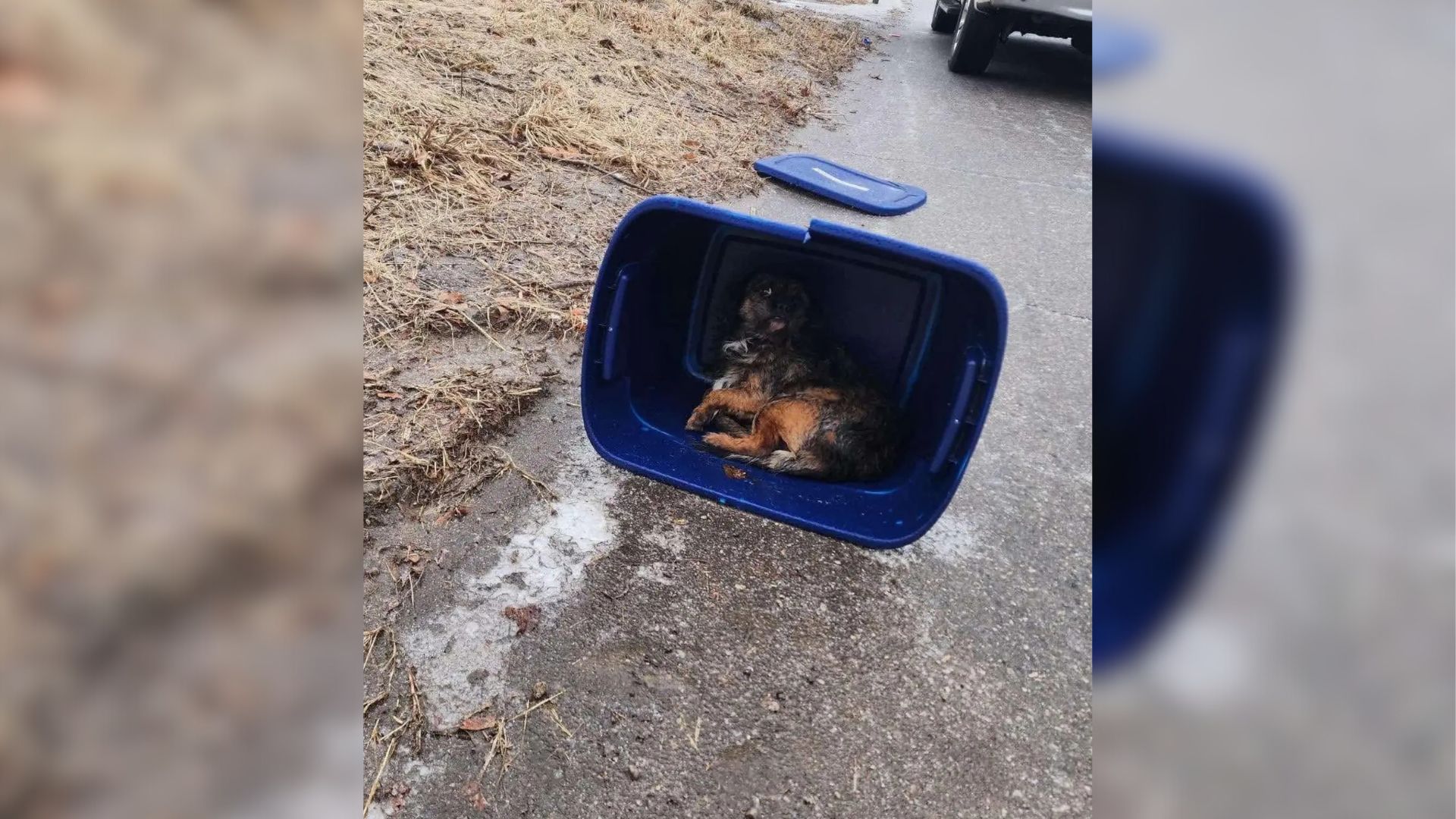 dog in crate