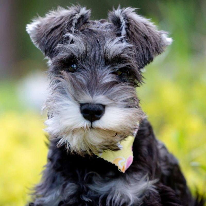 Miniature Schnauzer