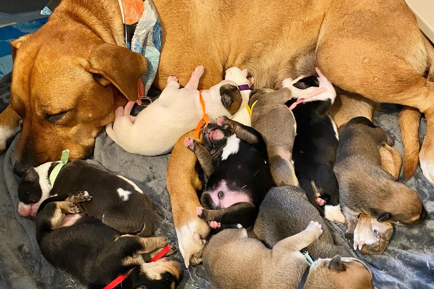 Mother dog feeding a puppies