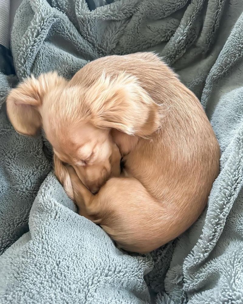 Nap Time on a Fluffy Blanket