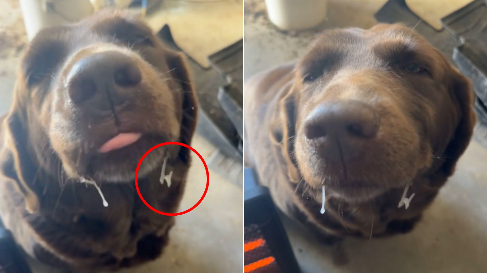 Oklahoma Owner Stunned To See His Dog With Something Shocking On His Mouth