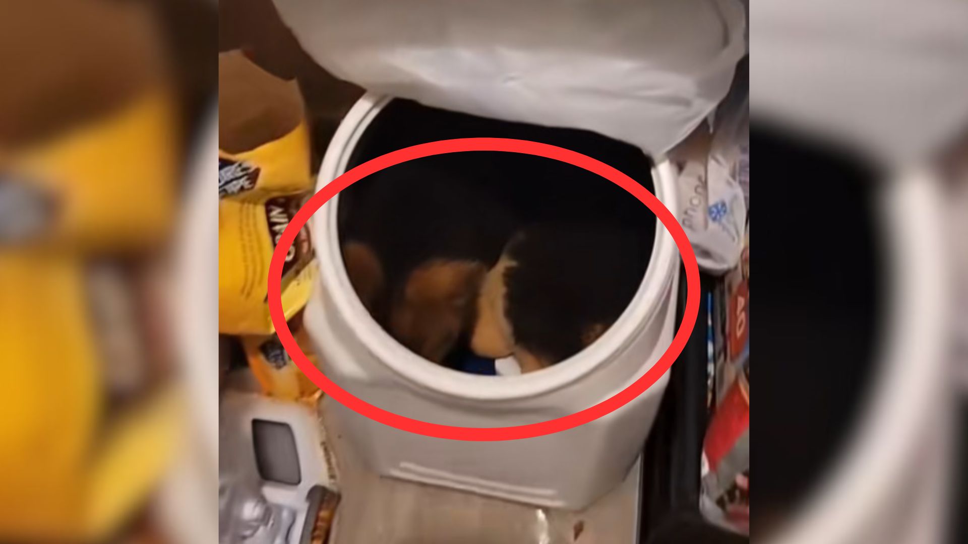 Owner From Utah Started Looking For Her Pup Only To Realize Where He Was Hiding The Whole Time