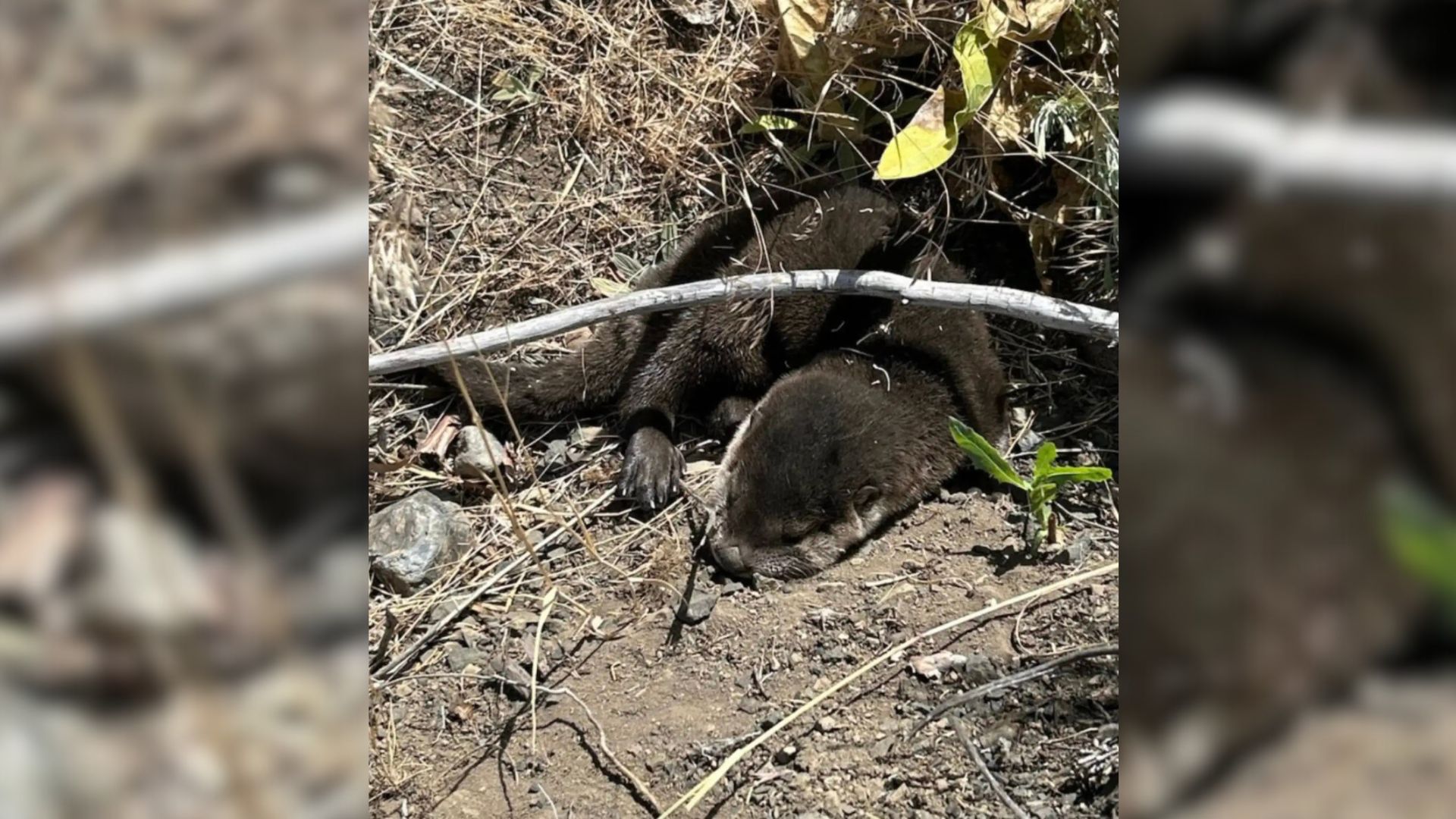 Park Ranger Finds Strange Brown Lump Curled Up In Roadside Ditch, Soon Makes Shocking Discovery